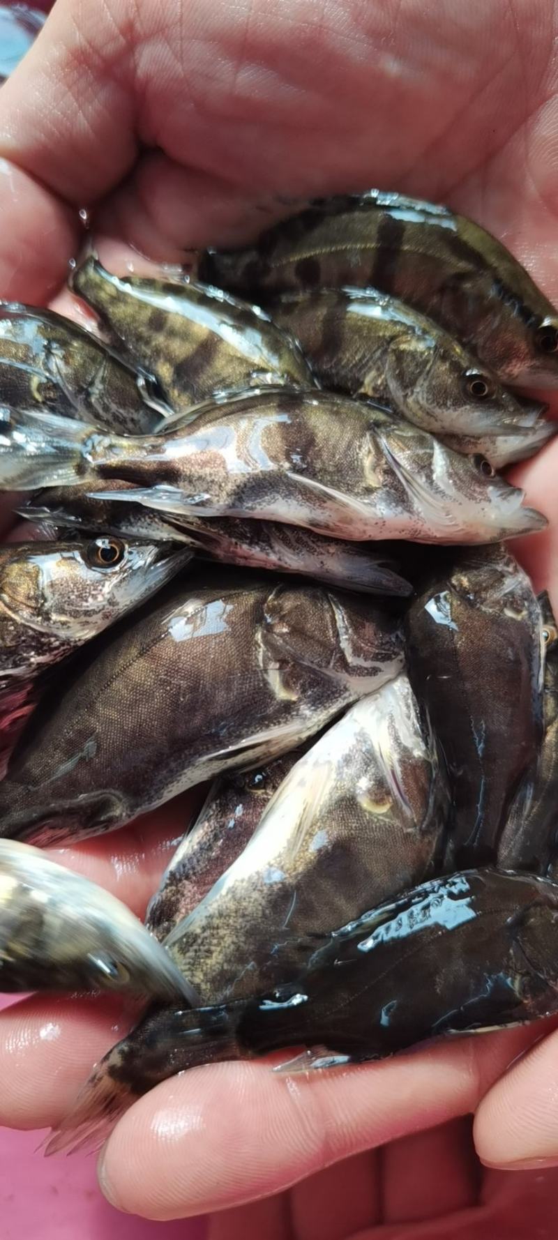 鳜鱼苗，桂花鱼苗，生猛快大苗场直销，可送货上门