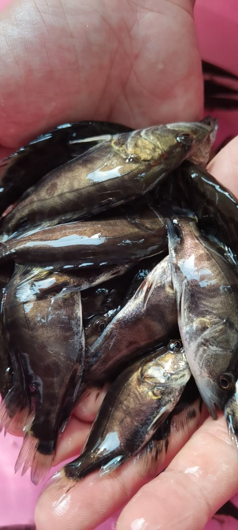 鳜鱼苗，桂花鱼苗，生猛快大苗场直销，可送货上门