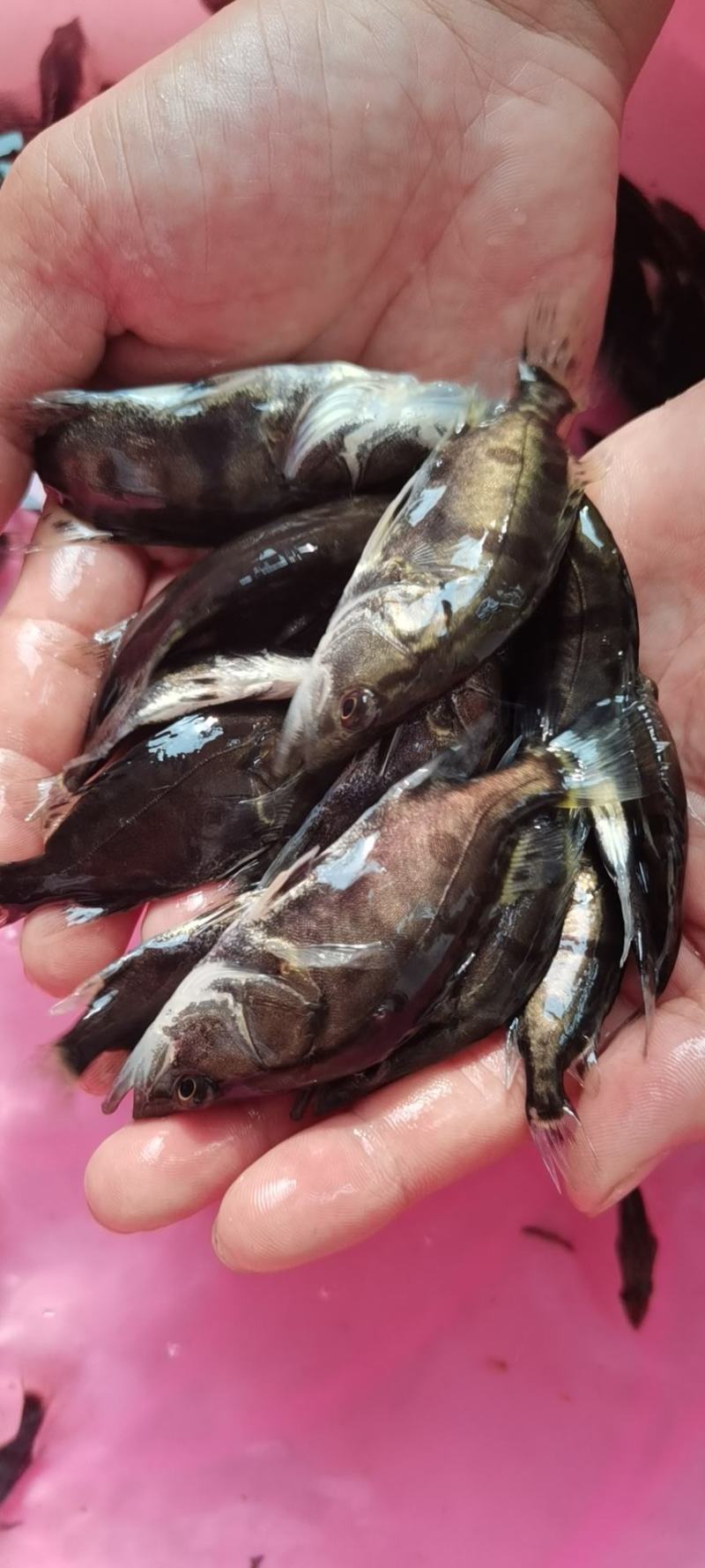 鳜鱼苗，桂花鱼苗，生猛快大苗场直销，可送货上门