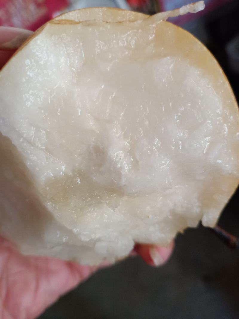 丰水梨秋月梨一手货源脆甜多汁货源充足全国发货可视频