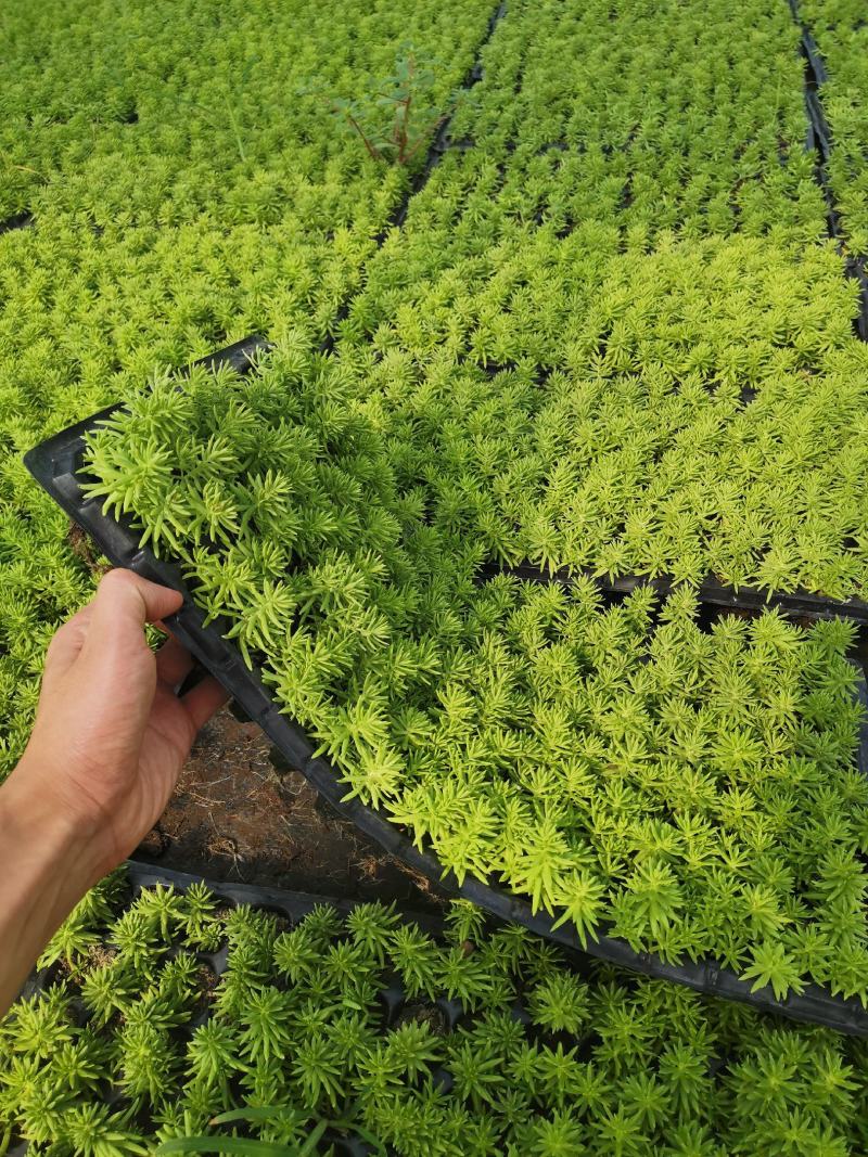 佛甲草（黄金条）穴盘苗，量大从优，欢迎各位老板看货