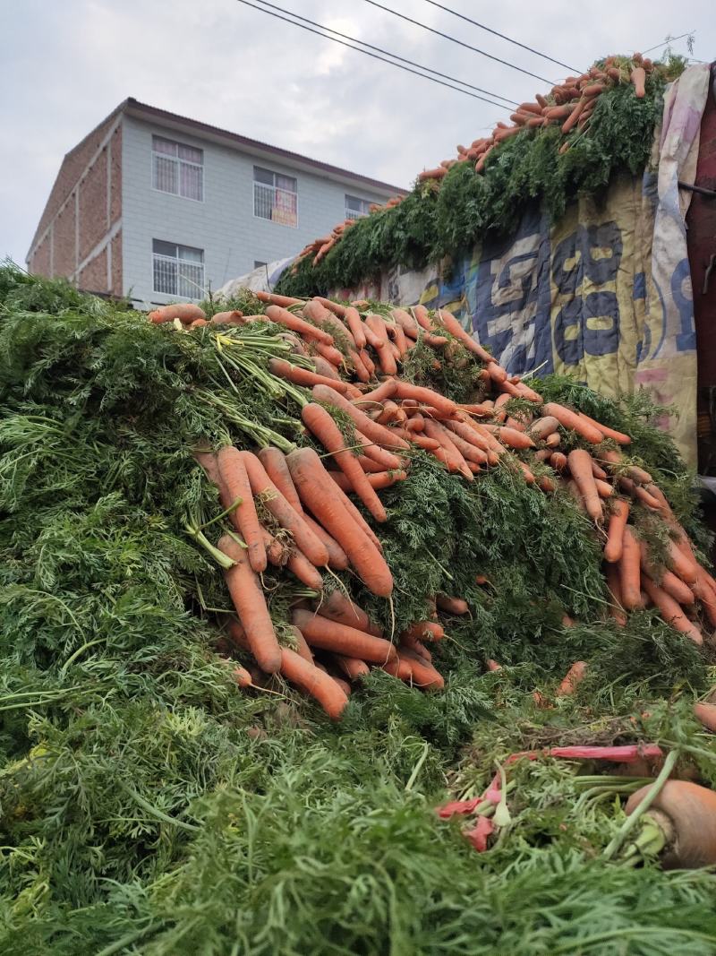 黄沙土地带叶红罗卜条行好，个头大小均匀，质量好，价位伛，