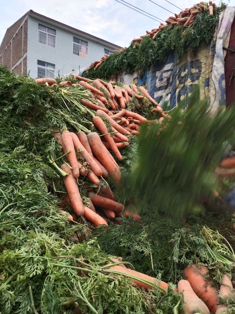 黄沙土地带叶红罗卜条行好，个头大小均匀，质量好，价位伛，