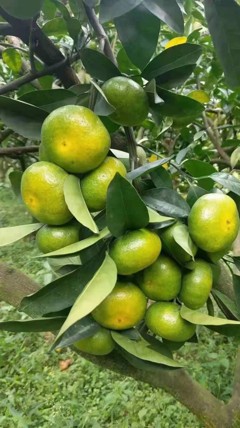 柑橘特早蜜橘皮薄水份足口感好，诚信为本经营
