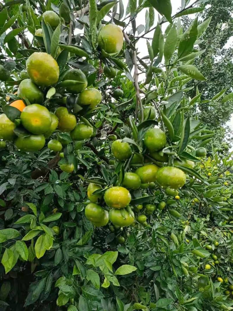 柑橘特早蜜橘皮薄水份足口感好，诚信为本经营