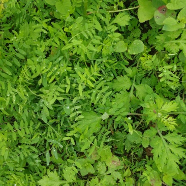出售绿肥，有机肥