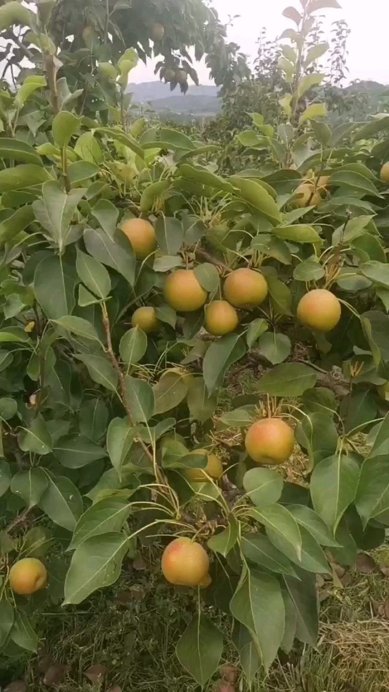 鞍山特产精品南果梨