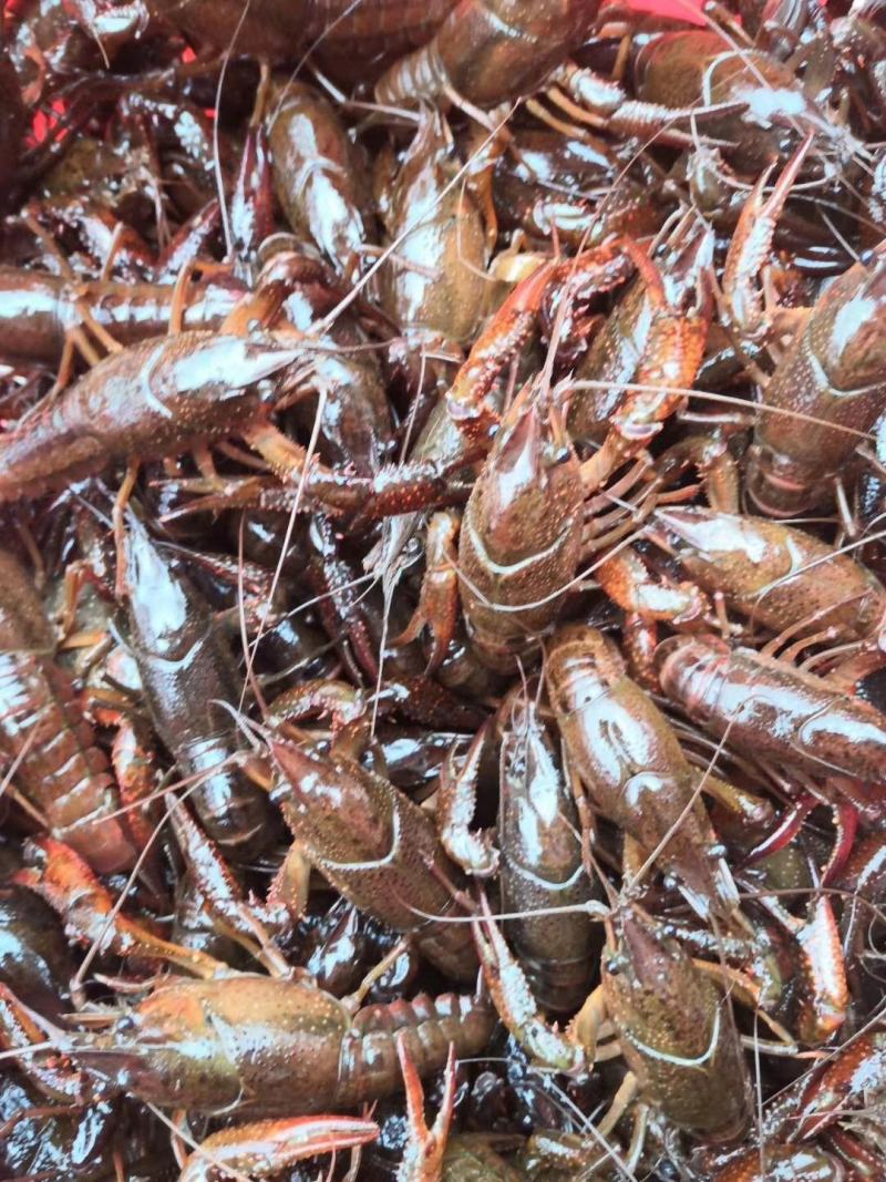 小龙虾青红虾2-4钱硬规格，底板干净活力好