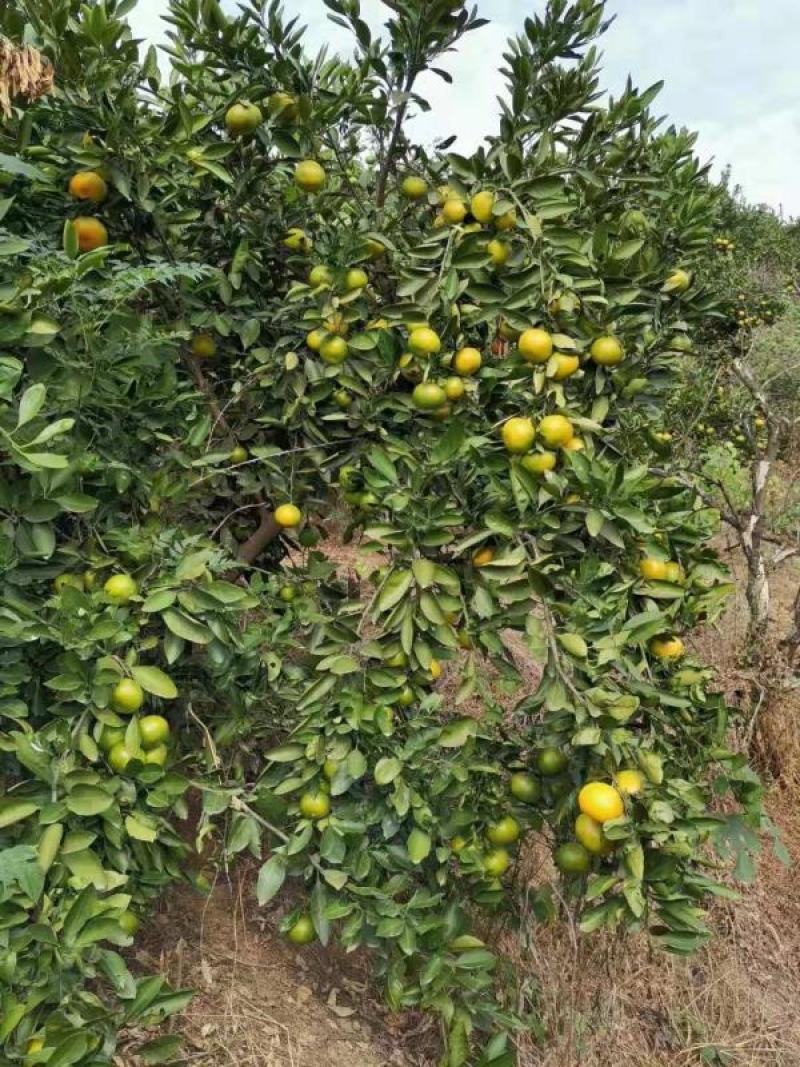 湖北橘子蜜橘大量上市自产自销品质保证诚信经营欢迎联