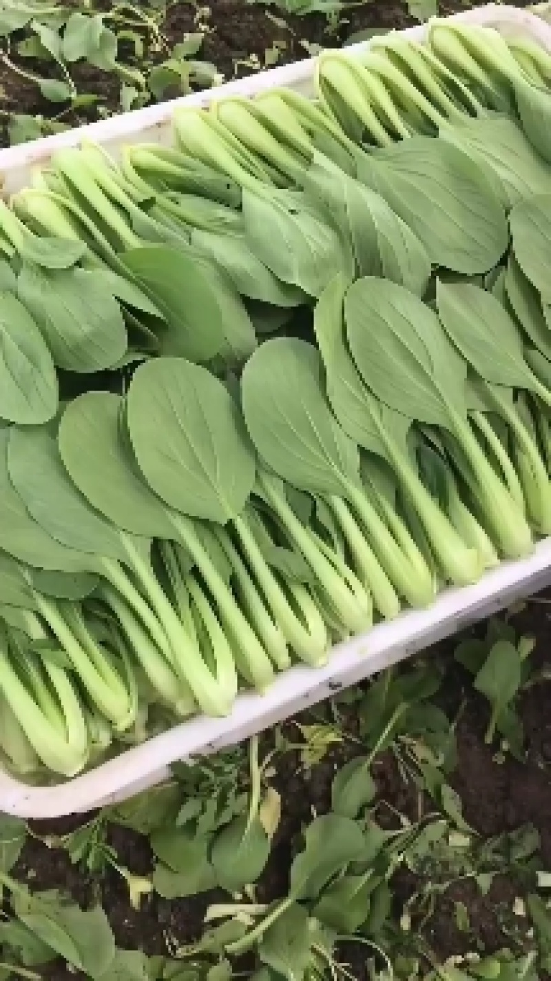 优质精品上海青大量上市产地直销，非常新鲜，欢迎采购