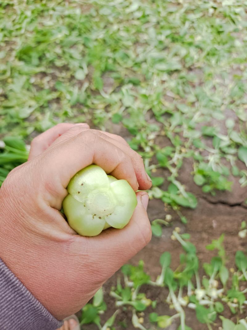 优质精品上海青大量上市产地直销，非常新鲜，欢迎采购