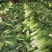 【白菜】山西竹筒白菜绿60白菜原产地直发