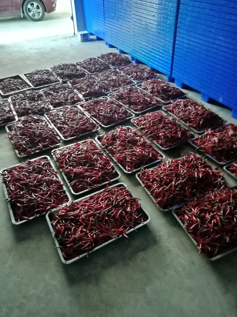 贵州艳红101。个头到品种好。烘干效果杠杠的。