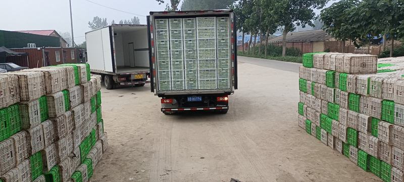 优质精品上海青大量上市产地直销，非常新鲜，欢迎采购