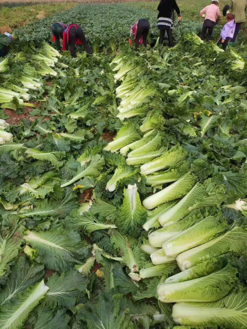 山西晋中6o白菜大量上市欢迎光临有天津绿