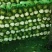 山西晋中6o白菜大量上市欢迎光临有天津绿