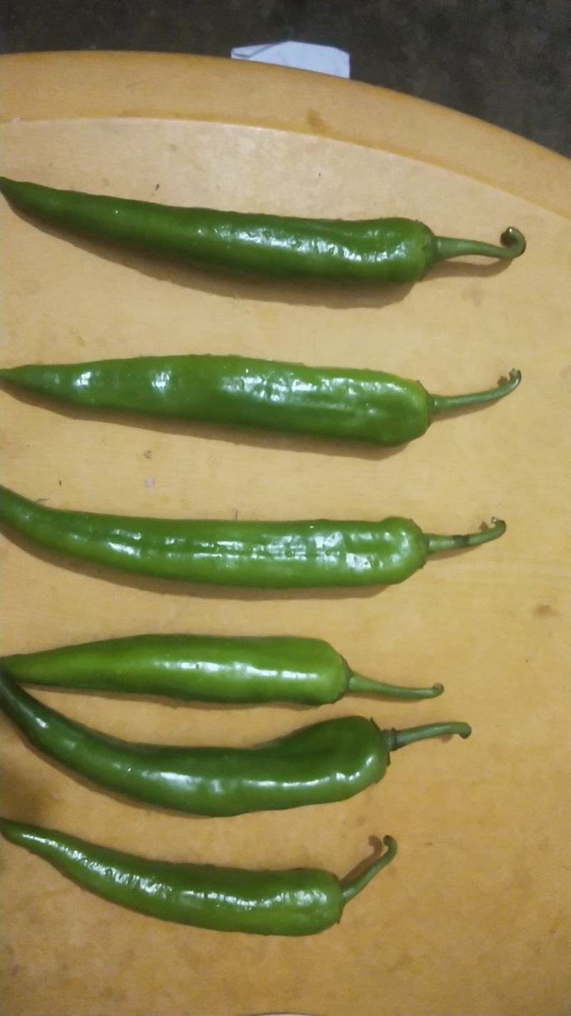 【荐】湛江鲜辣椒青皮尖椒货源充足，羊角椒羊角椒产地直供