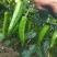 【荐】湛江鲜辣椒青皮尖椒货源充足,羊角椒羊角椒产地直供