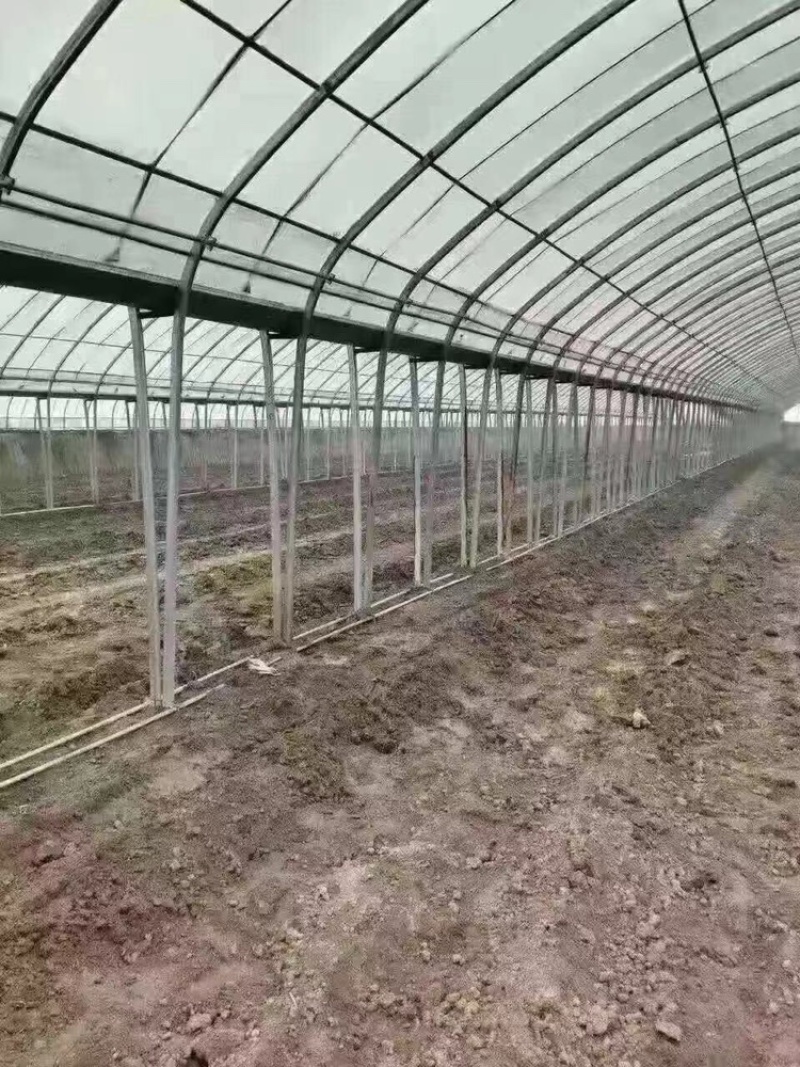 天津钢管生产厂家，养殖棚，种植棚，联动棚及配件，厂家直发