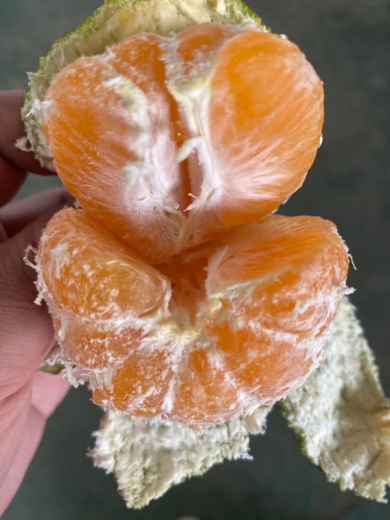 蜜橘早熟柑桔大量上市，果园看货，支持视频看货欢迎联系