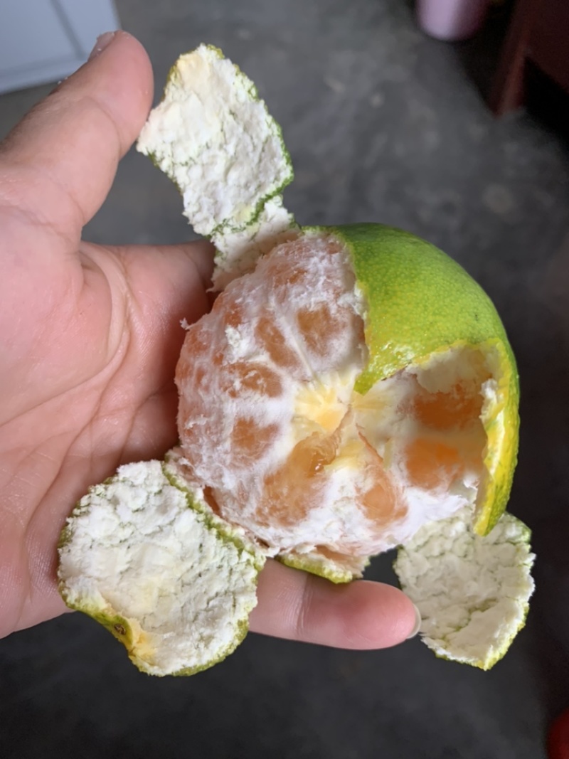 特早柑橘成熟于8月下旬-9月上旬，果肉橙红色，口感浓甜