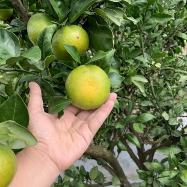 特早柑橘成熟于8月下旬-9月上旬，果肉橙红色，口感浓甜