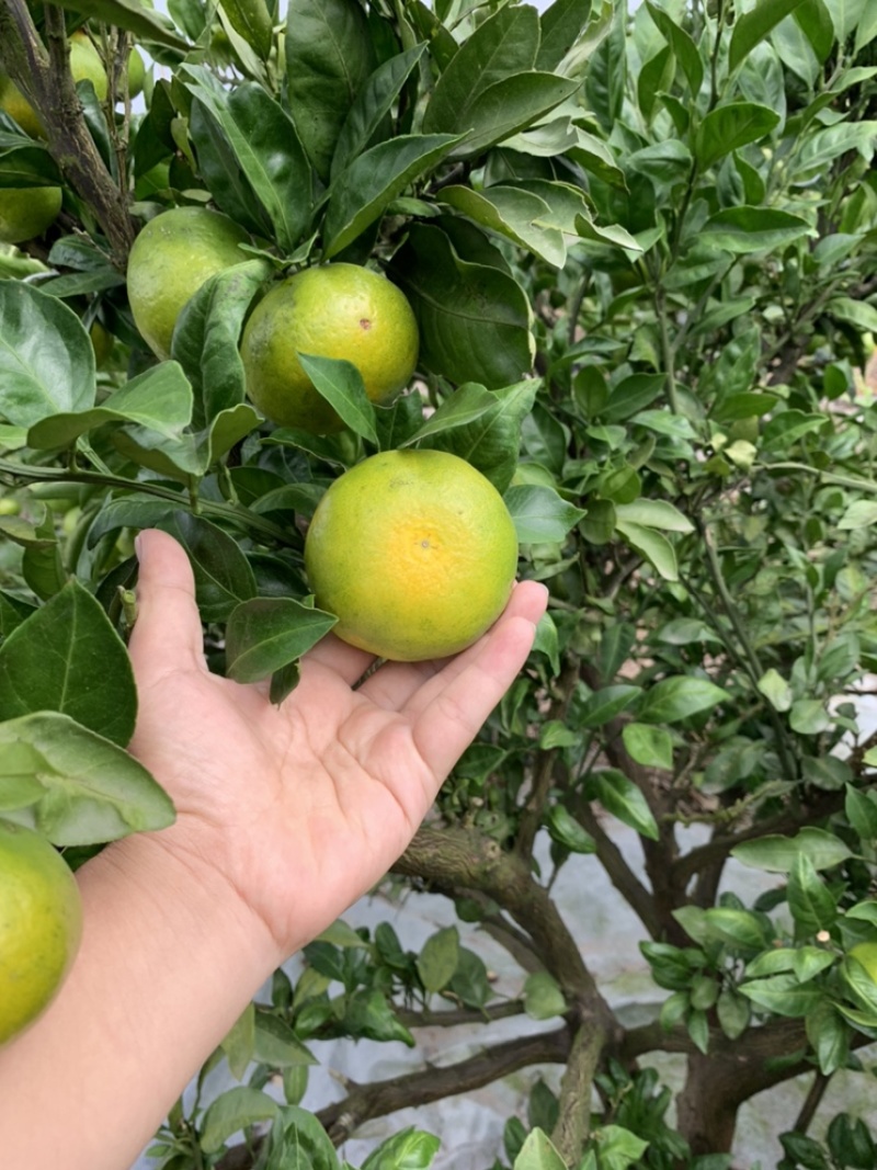 特早柑橘成熟于8月下旬-9月上旬，果肉橙红色，口感浓甜