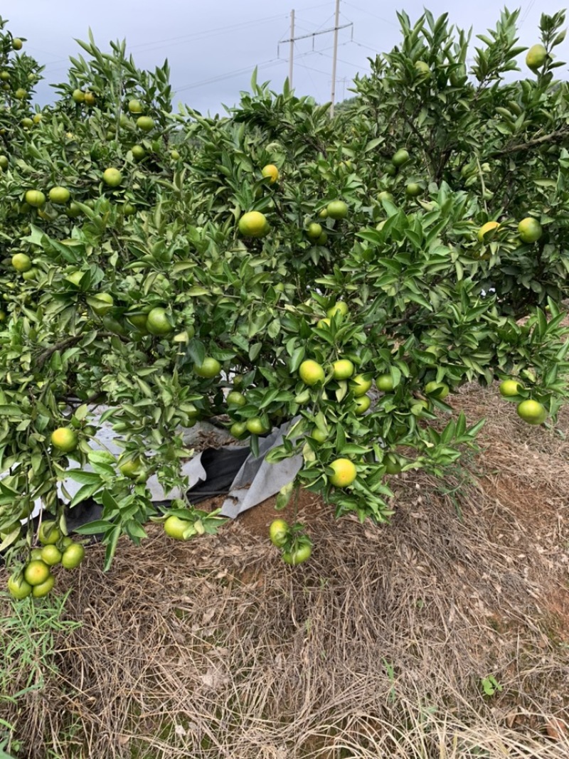 特早柑橘成熟于8月下旬-9月上旬，果肉橙红色，口感浓甜