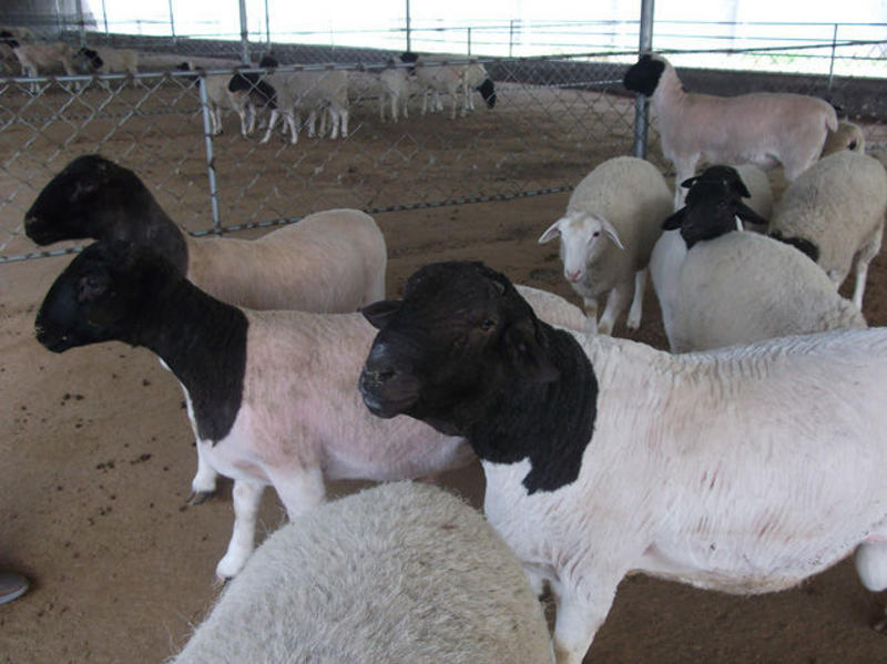 黑头杜波绵羊，种公羊，种母羊