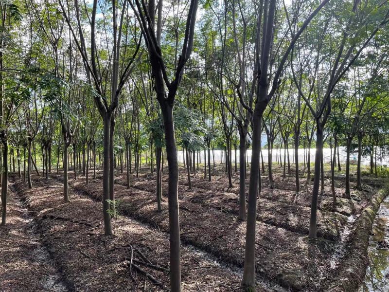 栾树【浙江】2-25公分黄山栾树苗南栾树退林还耕