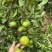 特早柑橘成熟于8月下旬-9月上旬，果肉橙红色，口感浓甜