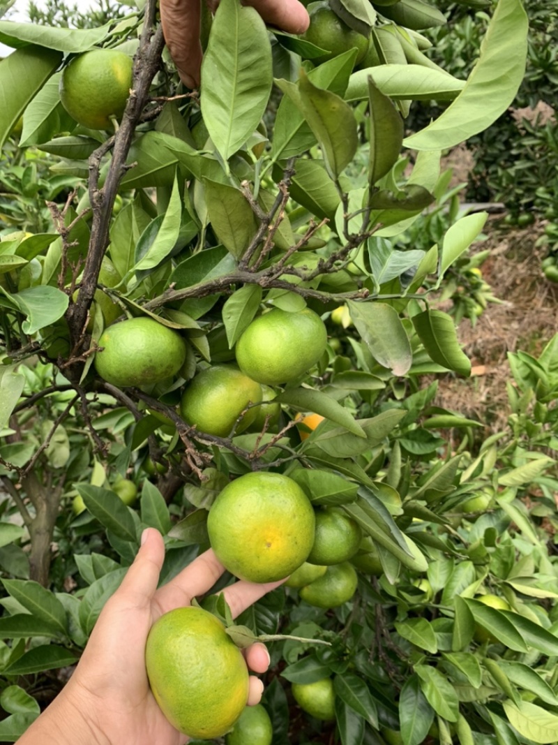 特早柑橘成熟于8月下旬-9月上旬，果肉橙红色，口感浓甜
