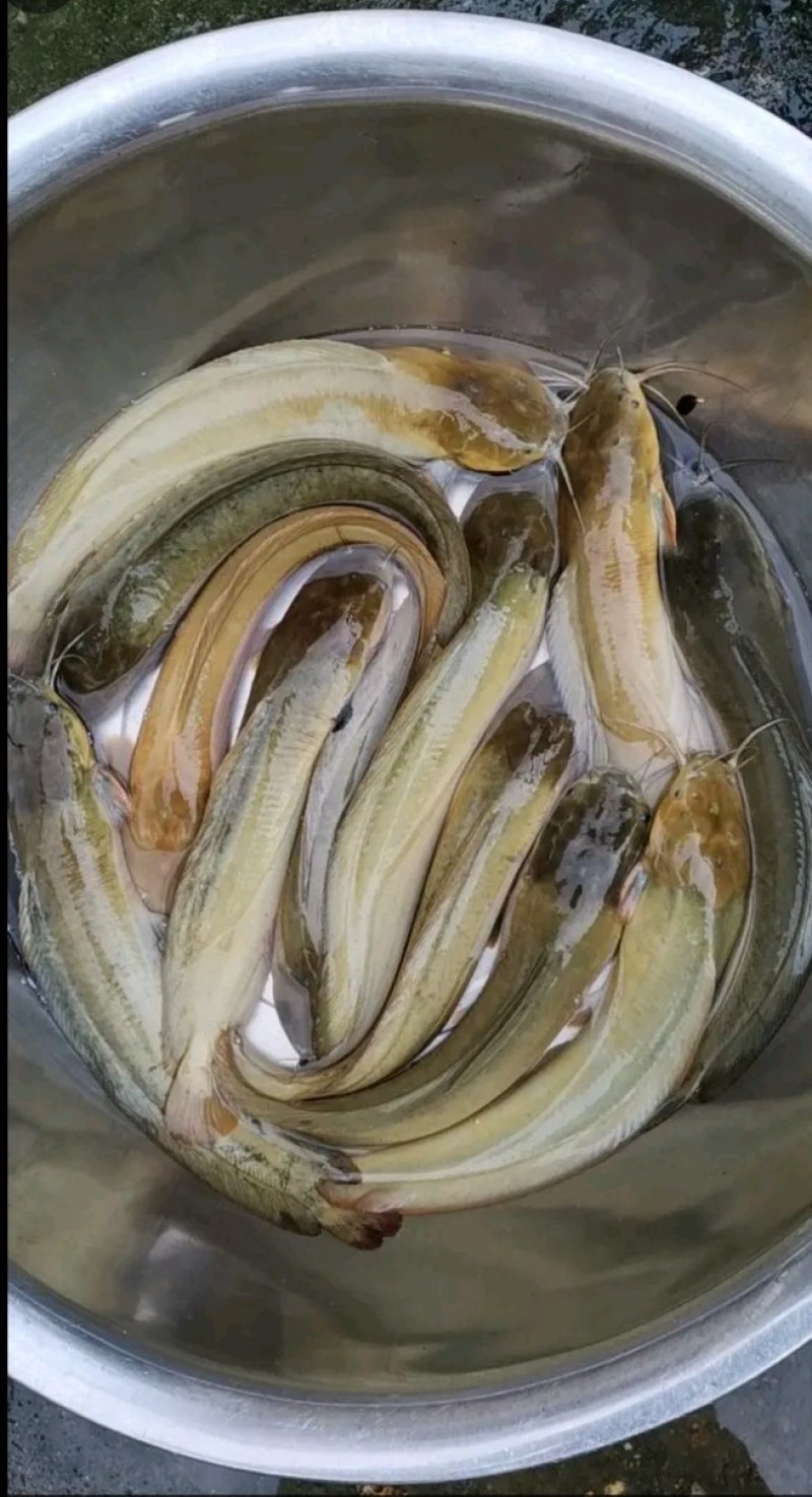 塘角鱼