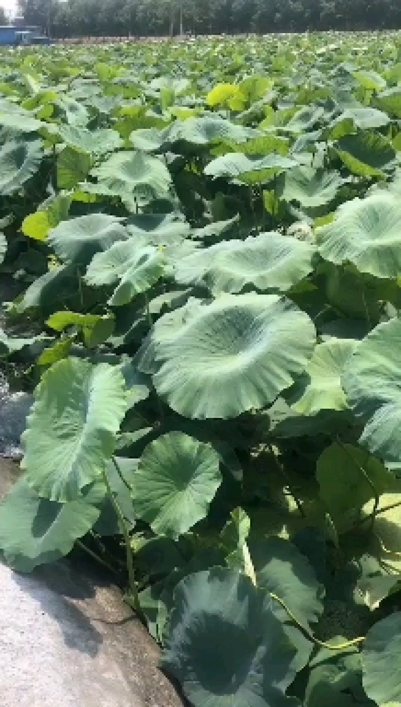 水果藕马踏湖白莲藕藕尖脆藕高档食材水果藕
