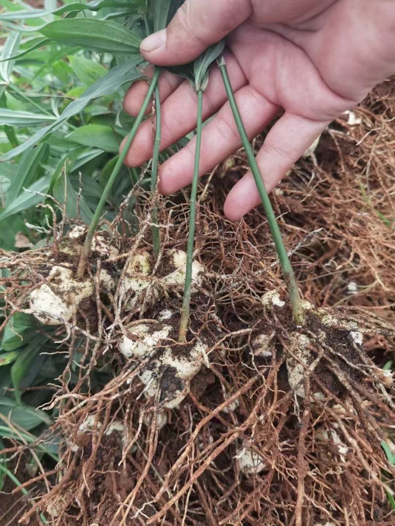 黄精苗基地直发(滇黄精，多花黄精种苗)现挖现卖，保证质