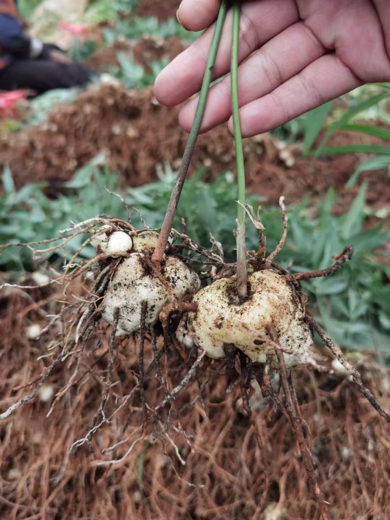 黄精苗基地直发(滇黄精，多花黄精种苗)现挖现卖，保证质