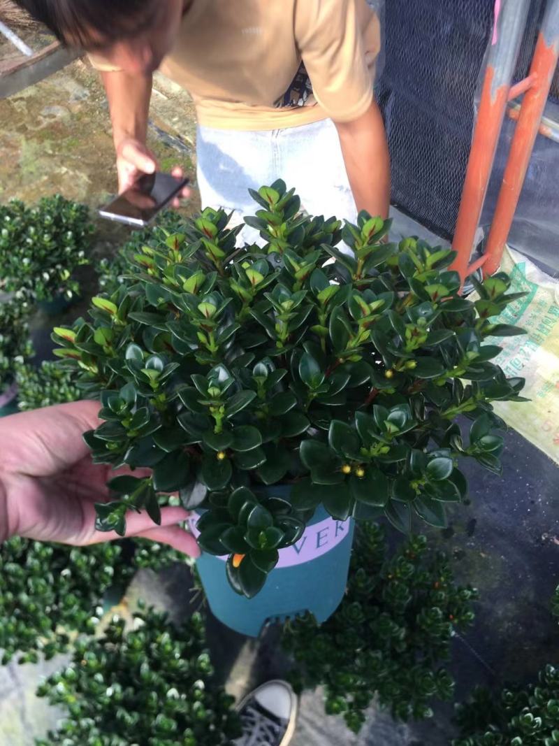 室内精品金鱼吊兰，带花苞发货，四季常绿。