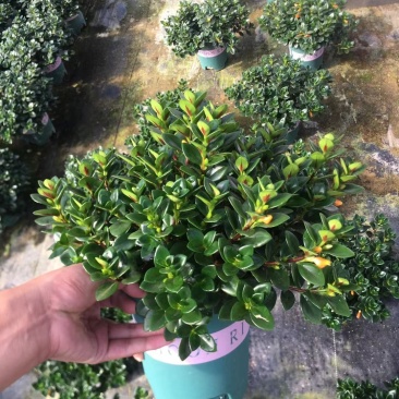 室内精品金鱼吊兰，带花苞发货，四季常绿。