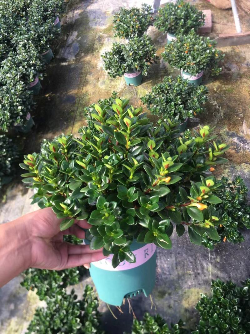 室内精品金鱼吊兰，带花苞发货，四季常绿。