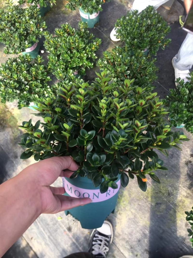 室内精品金鱼吊兰，带花苞发货，四季常绿。