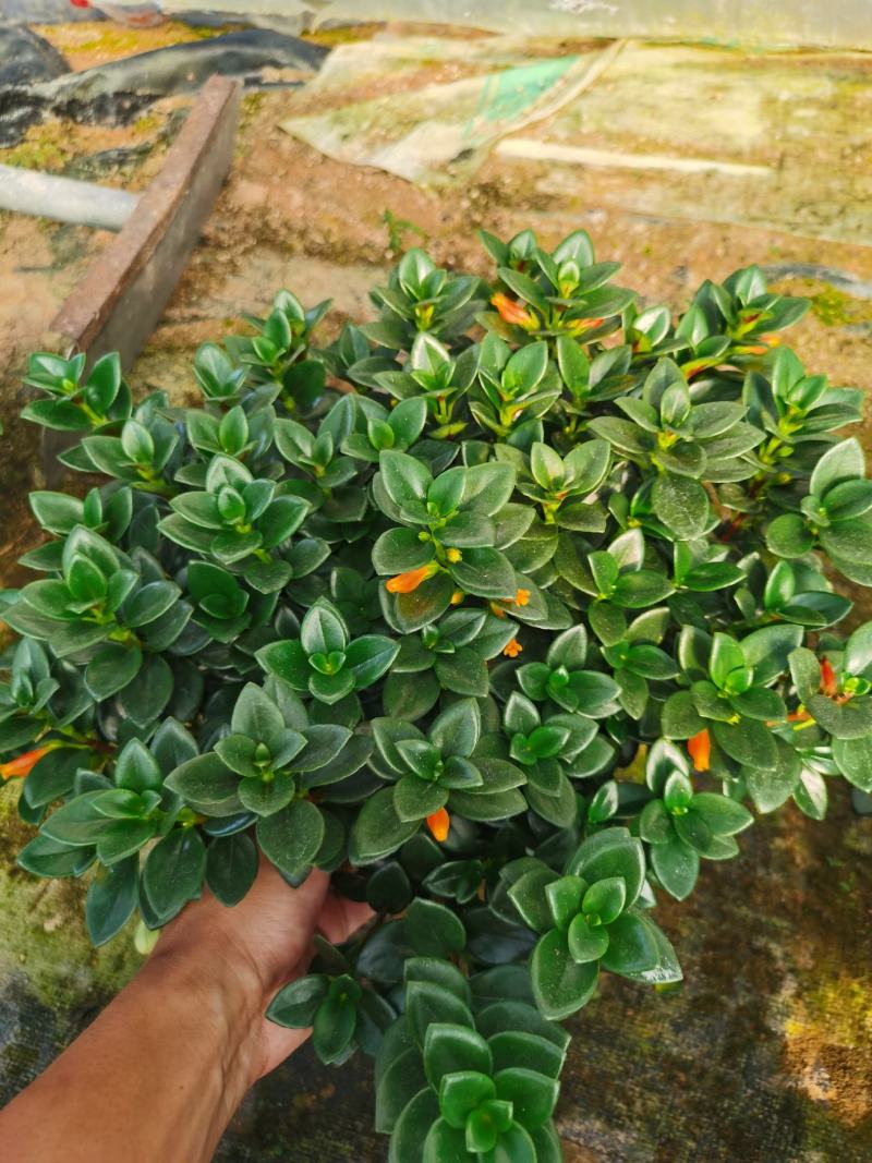 室内精品金鱼吊兰，带花苞发货，四季常绿。
