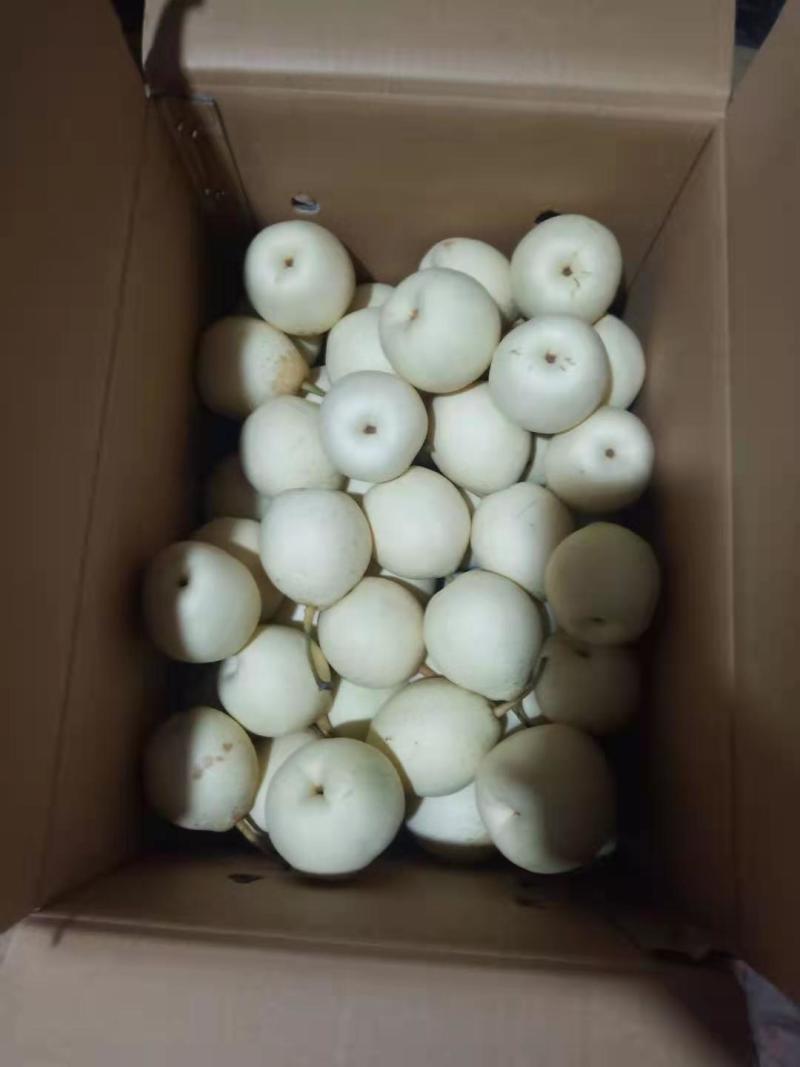 赵县水晶梨大量上市，有需要的客商联系。量大从优！！！