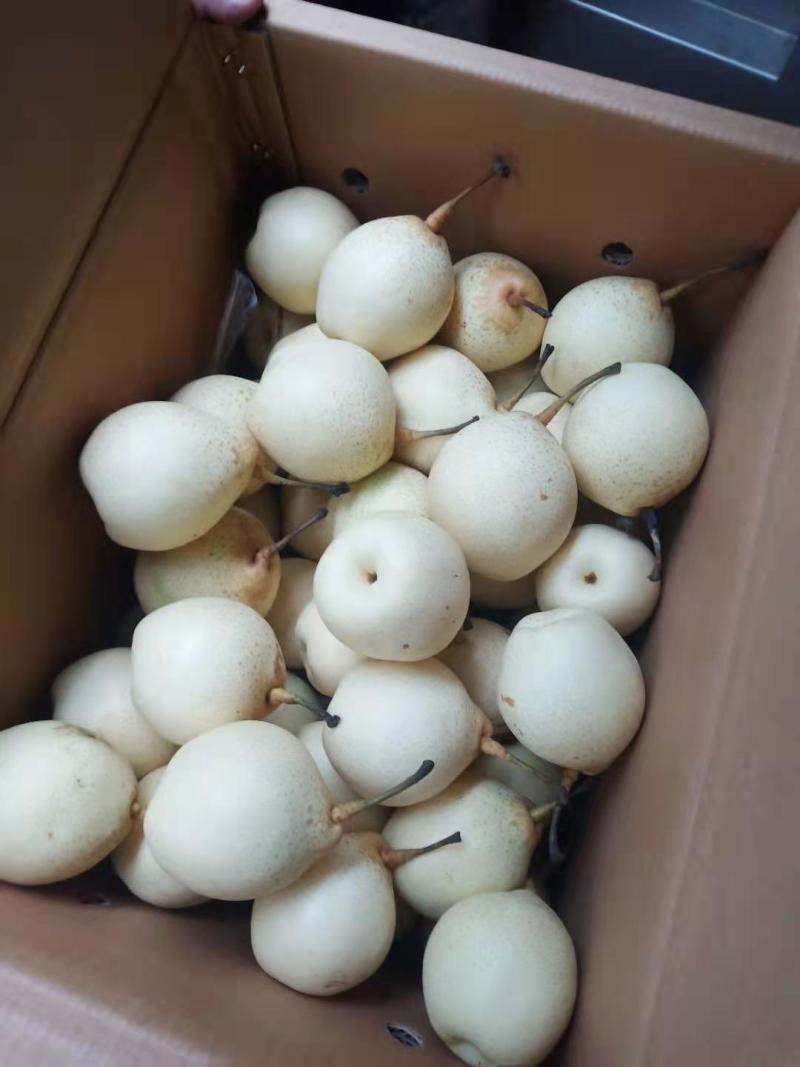 赵县水晶梨大量上市，有需要的客商联系。量大从优！！！