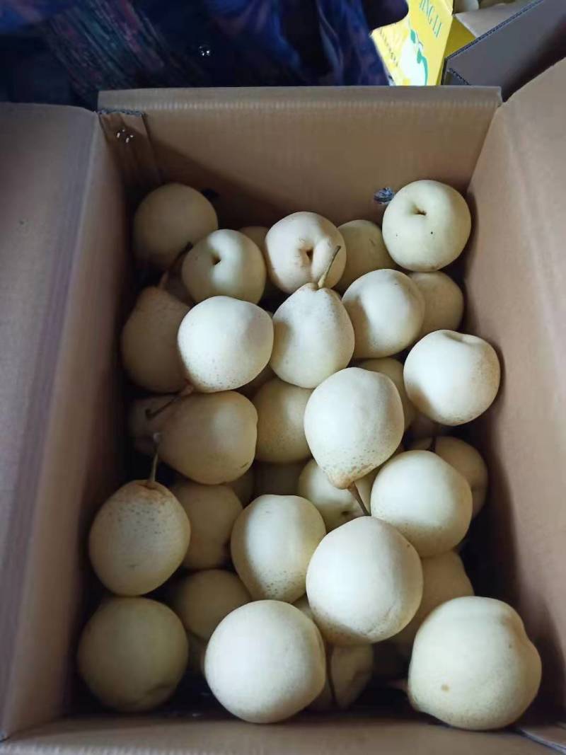 赵县水晶梨大量上市，有需要的客商联系。量大从优！！！