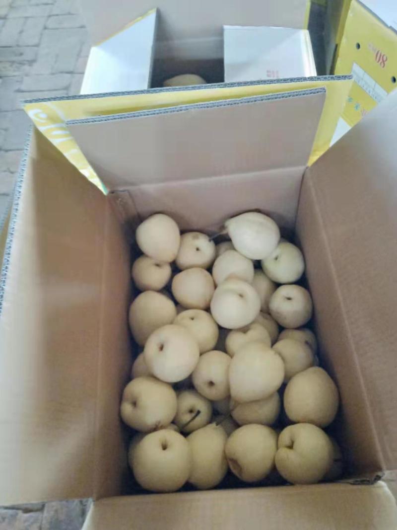 赵县水晶梨大量上市，有需要的客商联系。量大从优！！！