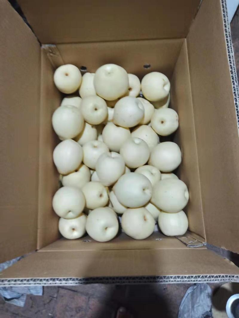 赵县水晶梨大量上市，有需要的客商联系。量大从优！！！