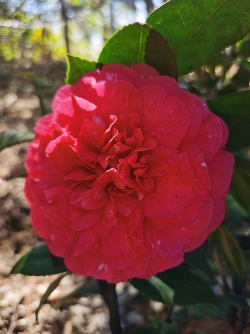 香水茶花