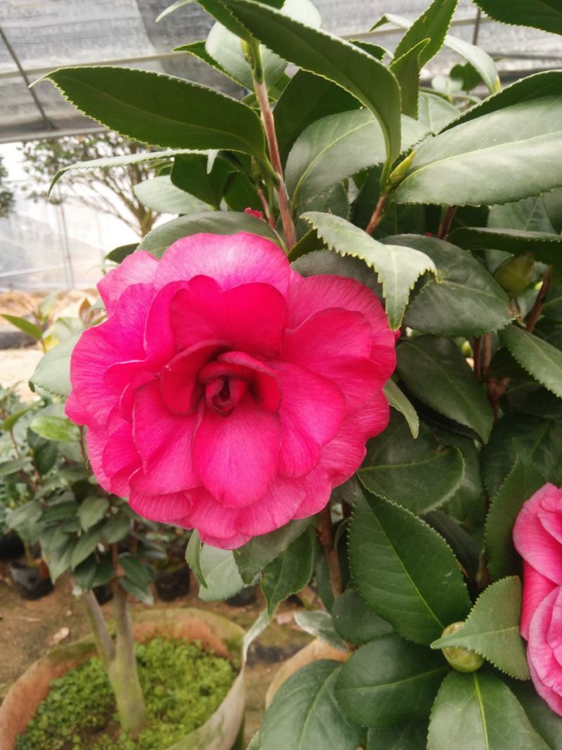 香水茶花