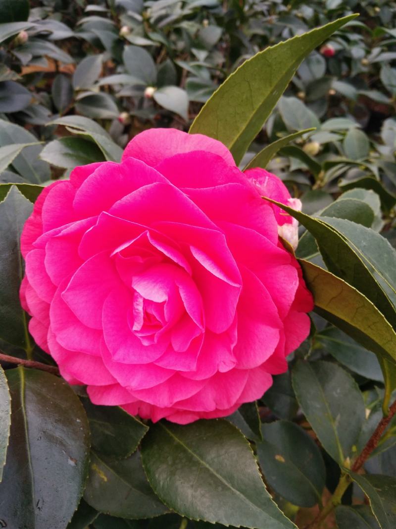 香水茶花