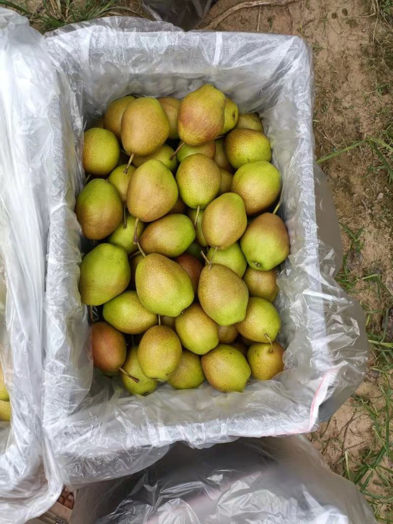赵县水晶梨大量上市，有需要的客商联系。量大从优！！！